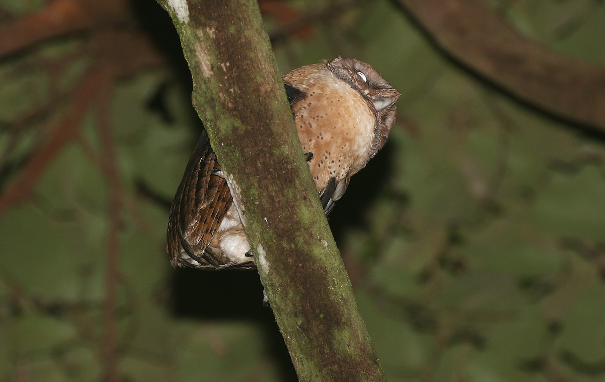 Minahasa Masked-Owl - ML251620911