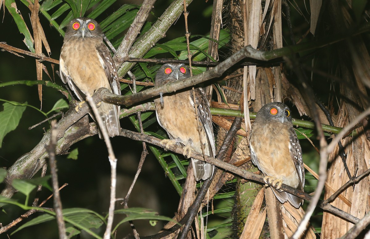 Ochre-bellied Boobook - ML251622281