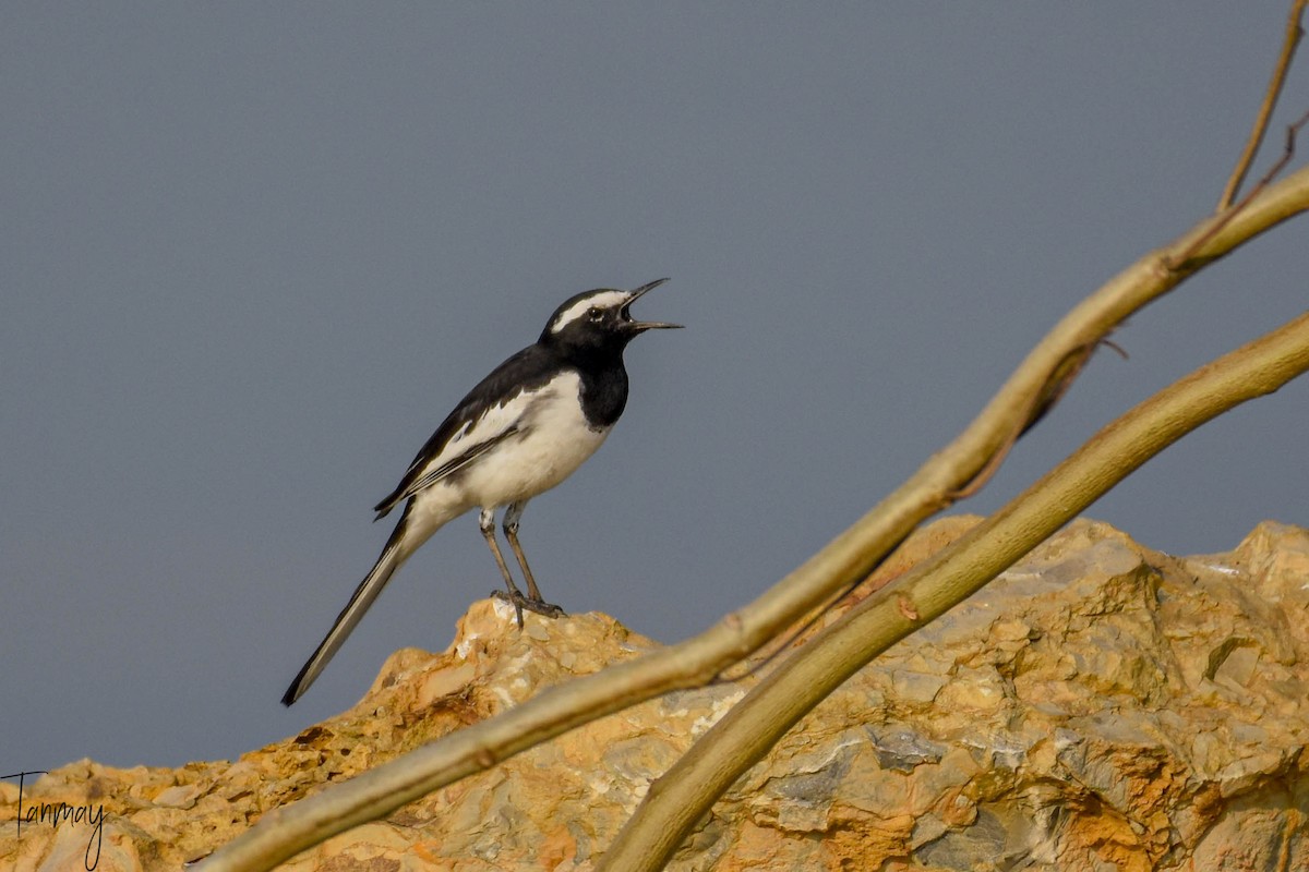 White-browed Wagtail - ML251622351