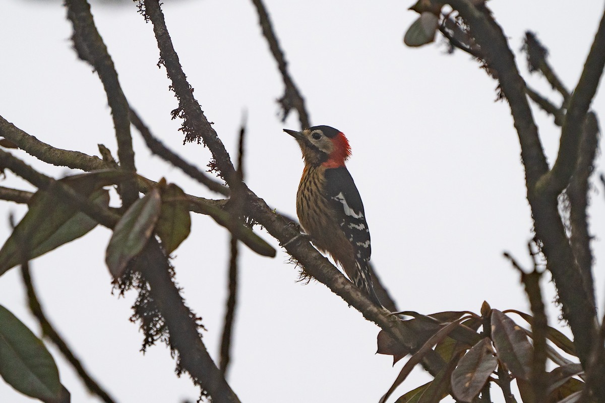 Crimson-naped Woodpecker - ML251623171