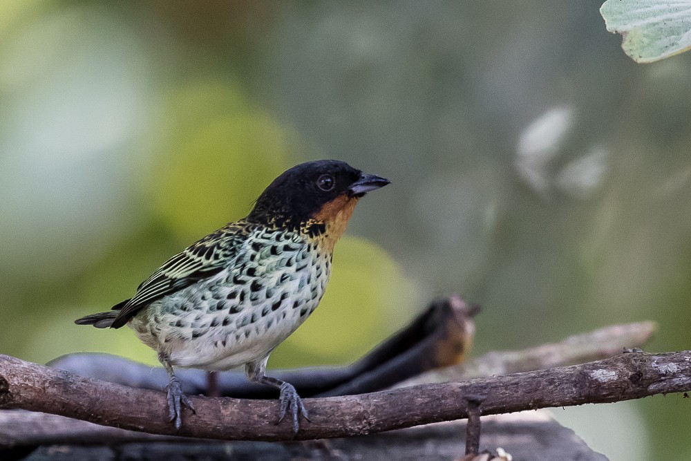 Rufous-throated Tanager - Ken Chamberlain