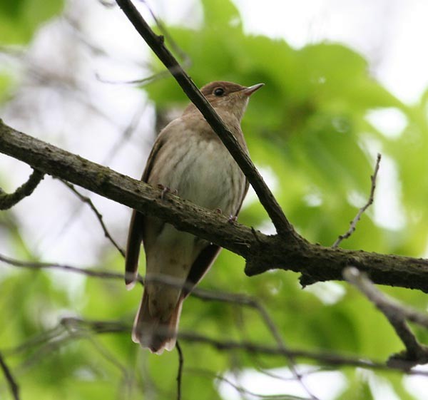 Thrush Nightingale - ML251624591