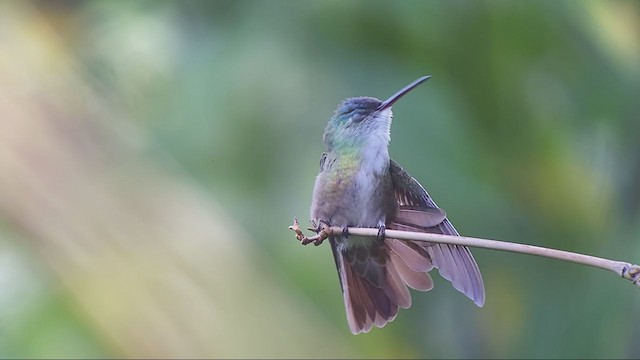 Azure-crowned Hummingbird - ML251628301