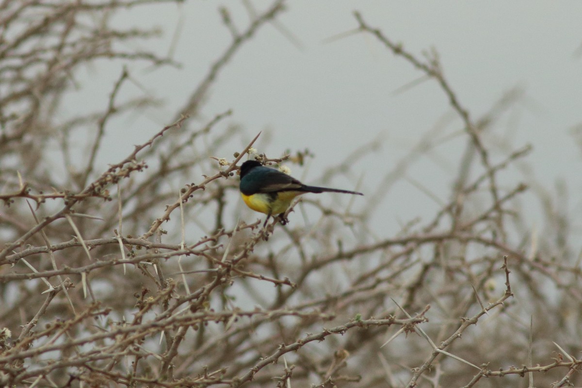 Nile Valley Sunbird - Alexandre Hespanhol Leitão