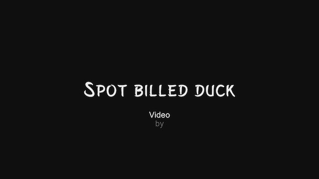 Indian Spot-billed Duck - ML251631521