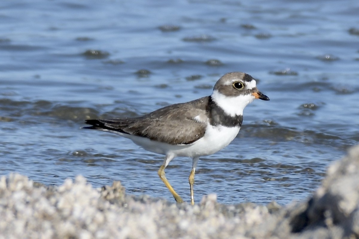 Semipalmated Plover - ML251631561