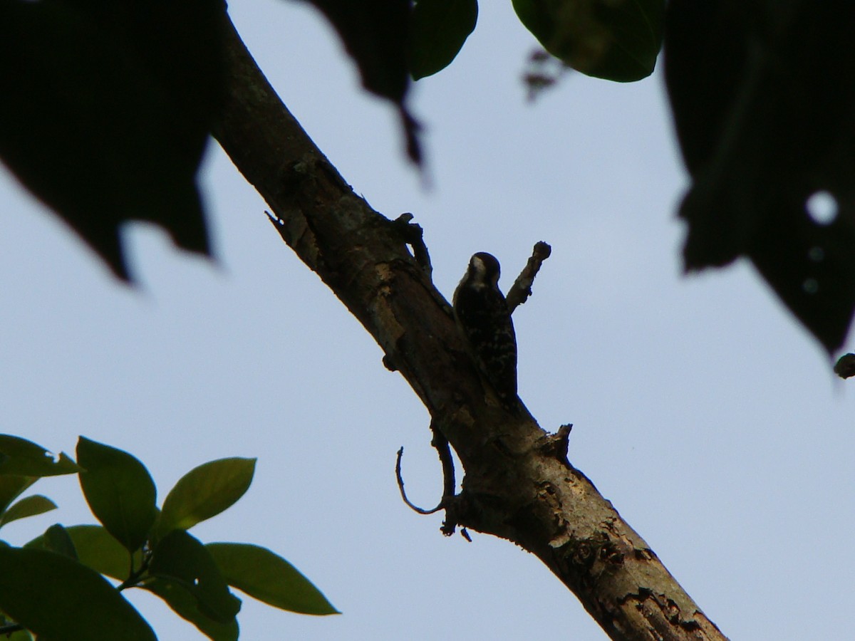 Brown-capped Pygmy Woodpecker - ML251633201