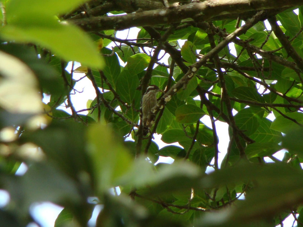 Brown-capped Pygmy Woodpecker - ML251633231
