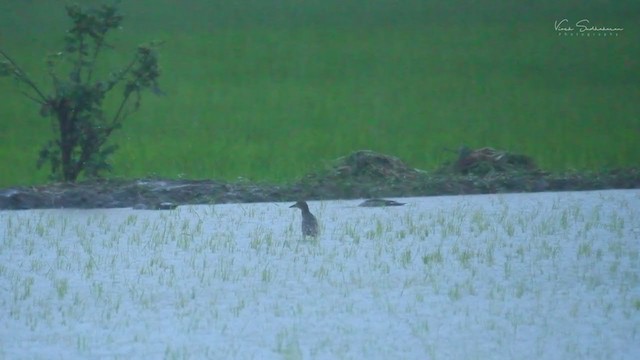 Black-crowned Night Heron - ML251634401