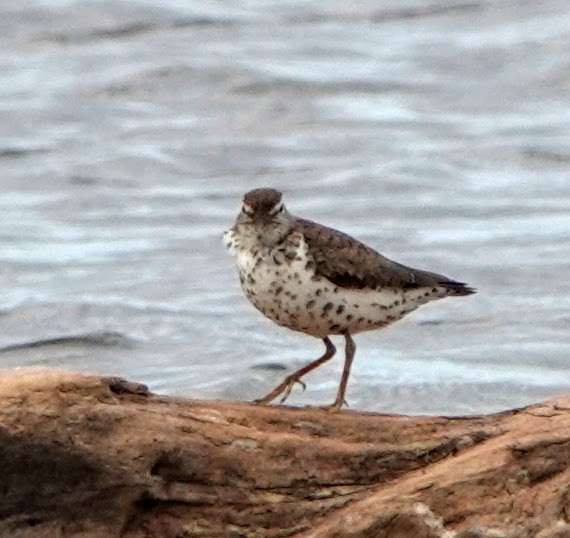 Spotted Sandpiper - ML251635211