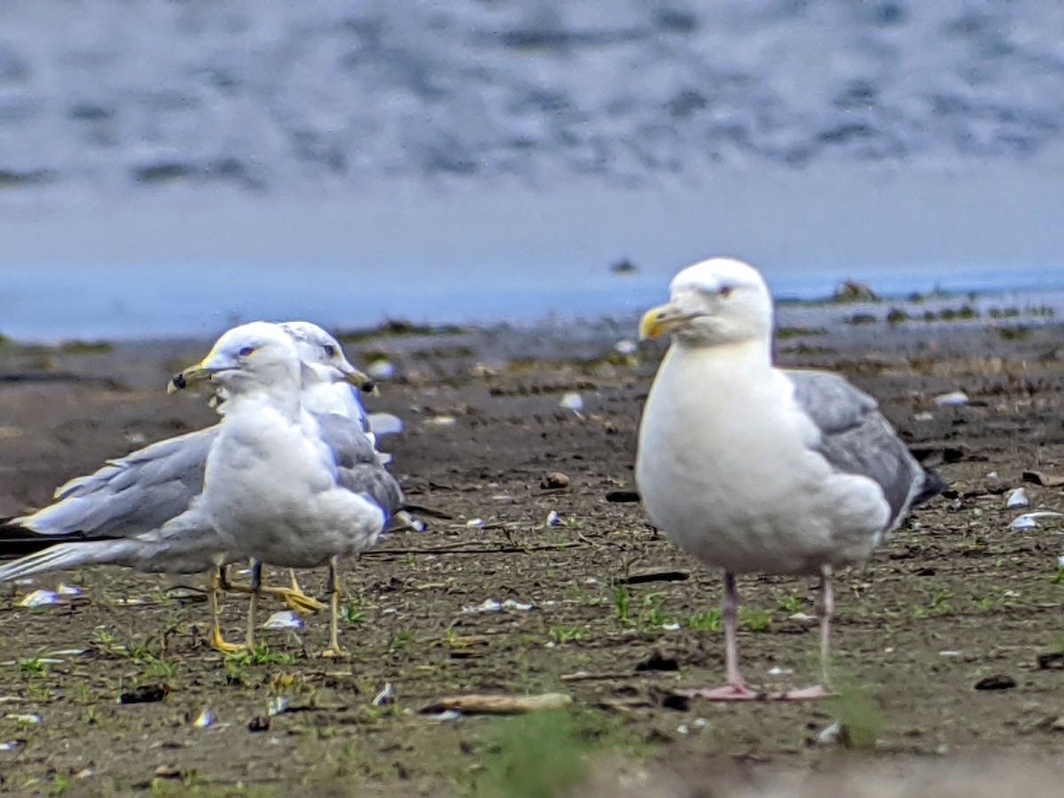 Herring Gull - Clem Nilan