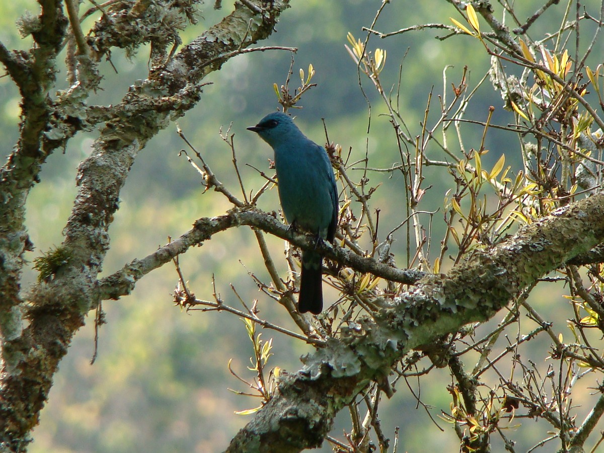 Papamoscas Verdín - ML251636351