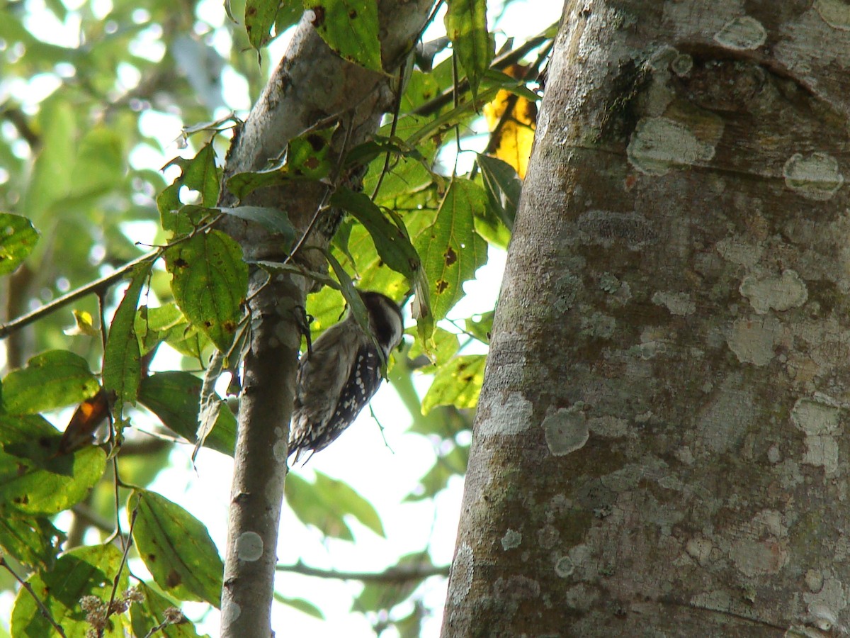 Brown-capped Pygmy Woodpecker - ML251637121