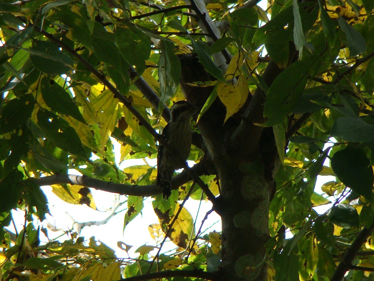 Brown-capped Pygmy Woodpecker - ML251637131