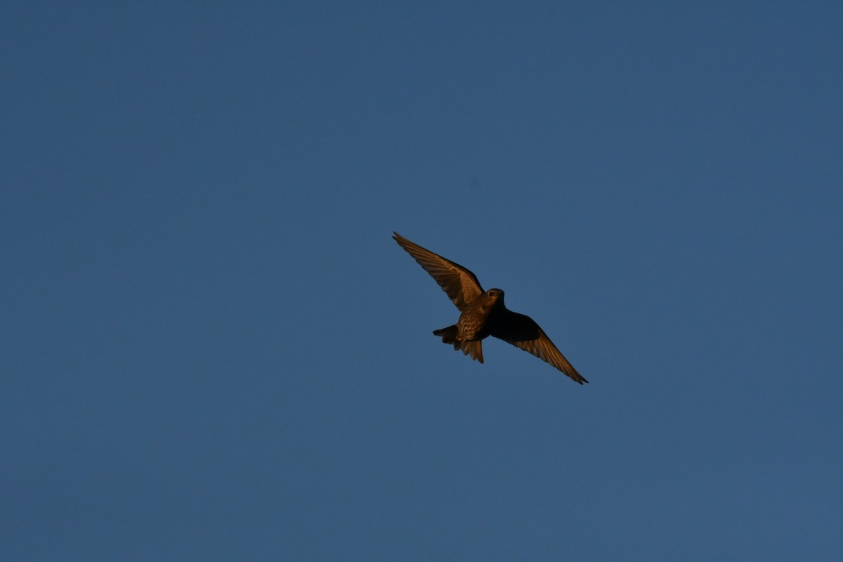 Cedar Waxwing - ML251638461