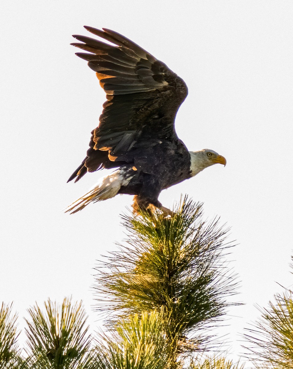 Bald Eagle - Sal Giambruno