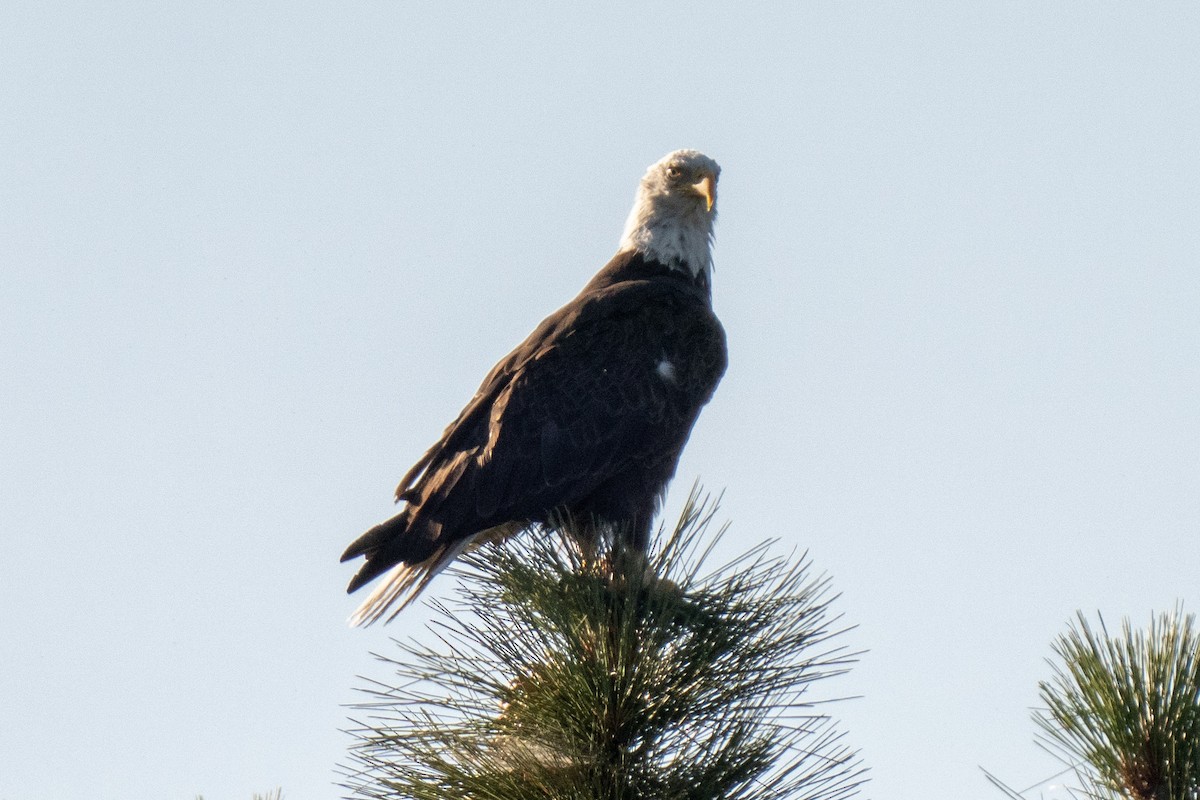 Bald Eagle - ML251640041