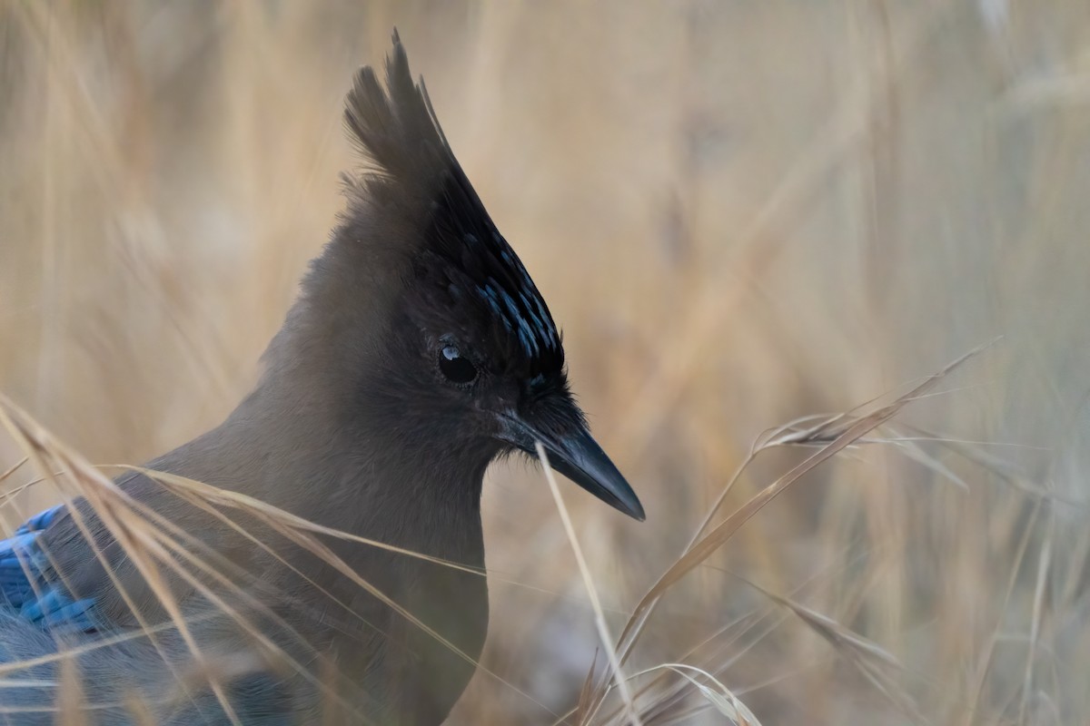 Steller's Jay - ML251640151