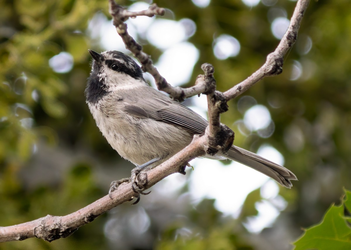 Mountain Chickadee - ML251640191