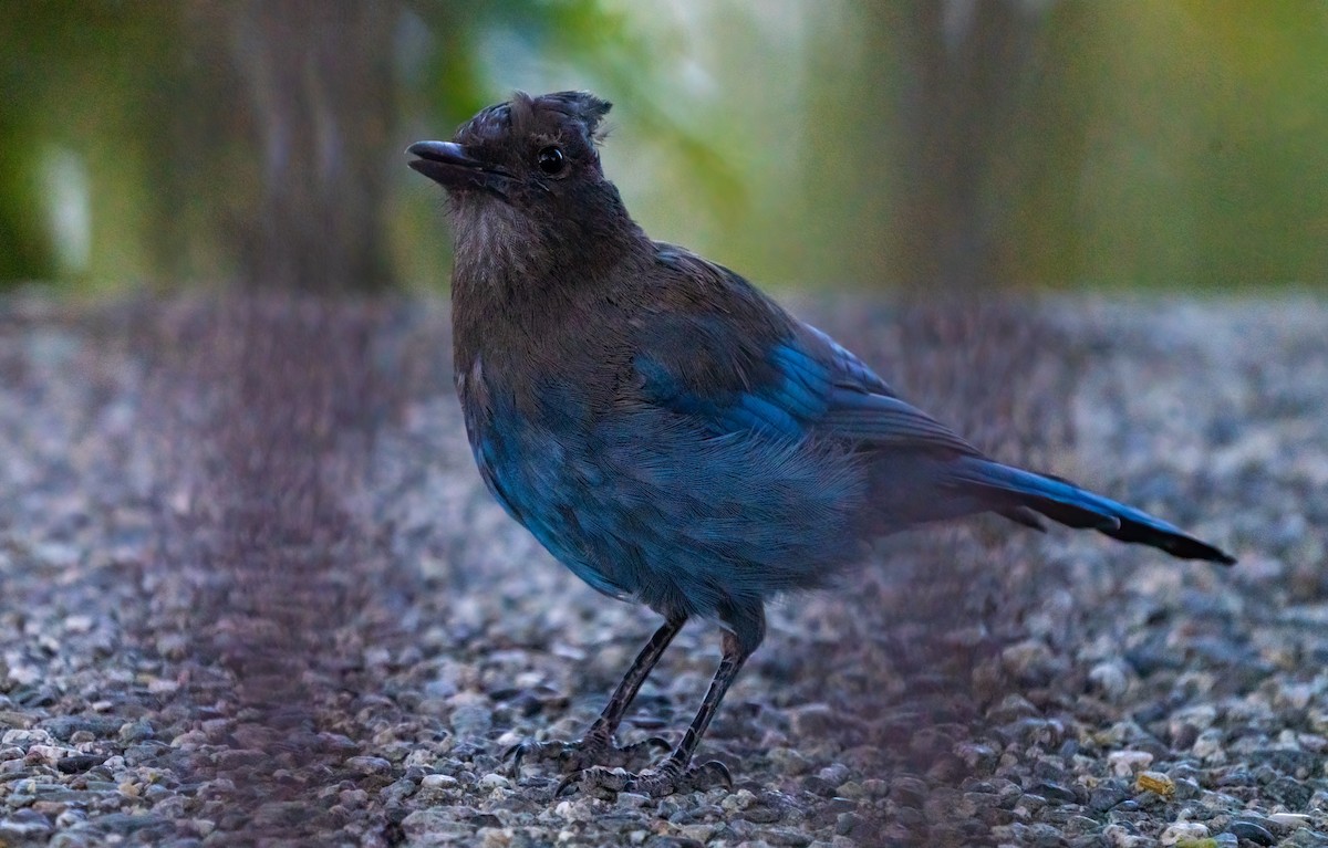 Steller's Jay - ML251640231