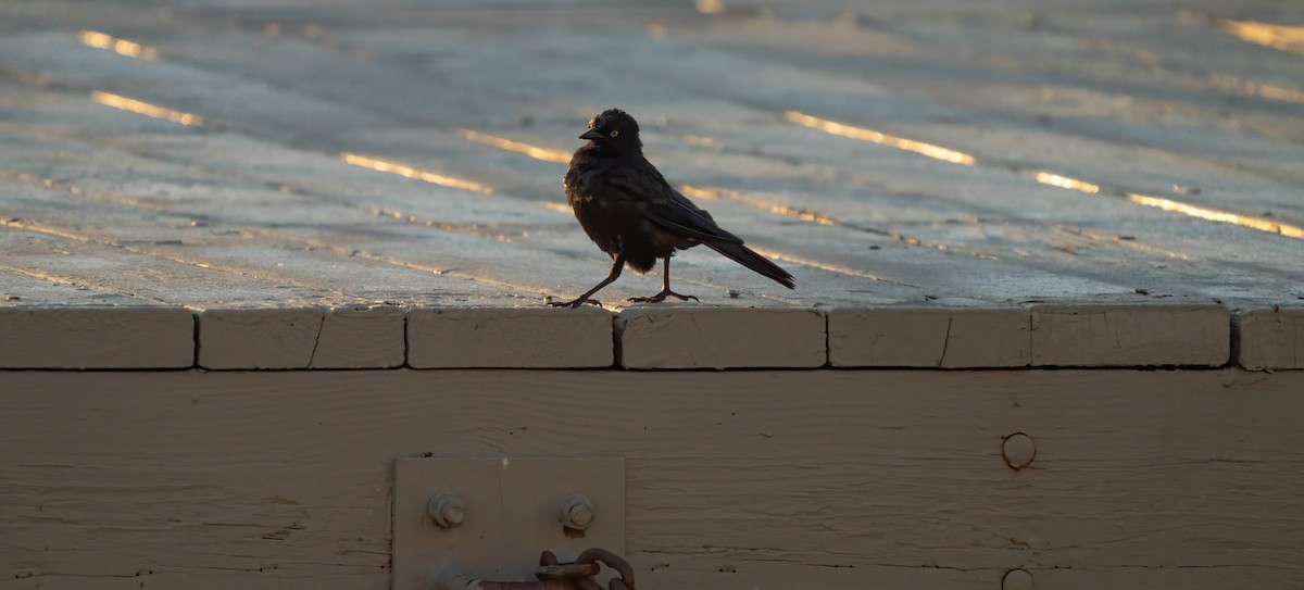 Brewer's Blackbird - ML251640531