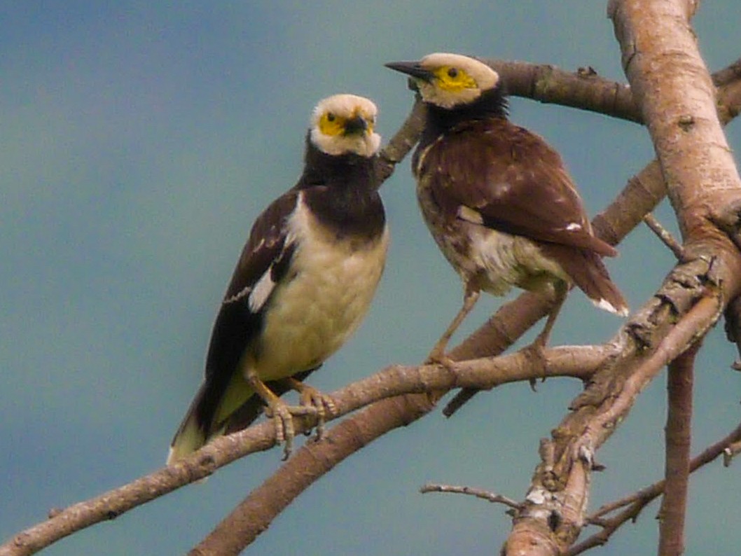 Black-collared Starling - ML251641371