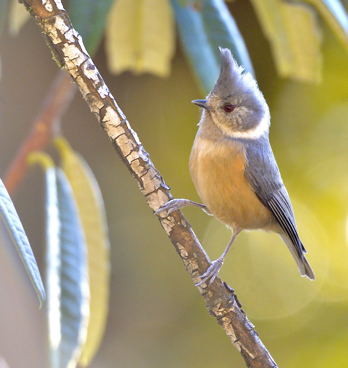 Gray-crested Tit - ML251641721