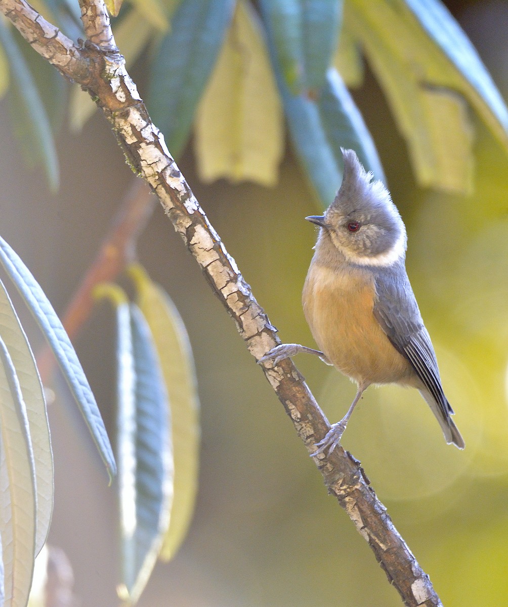 Gray-crested Tit - ML251641731