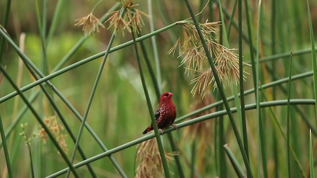 Red Avadavat - ML251643781