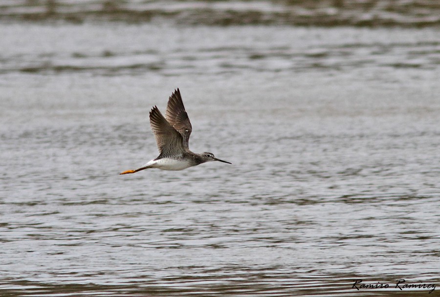 Greater Yellowlegs - Ramiro Ramirez