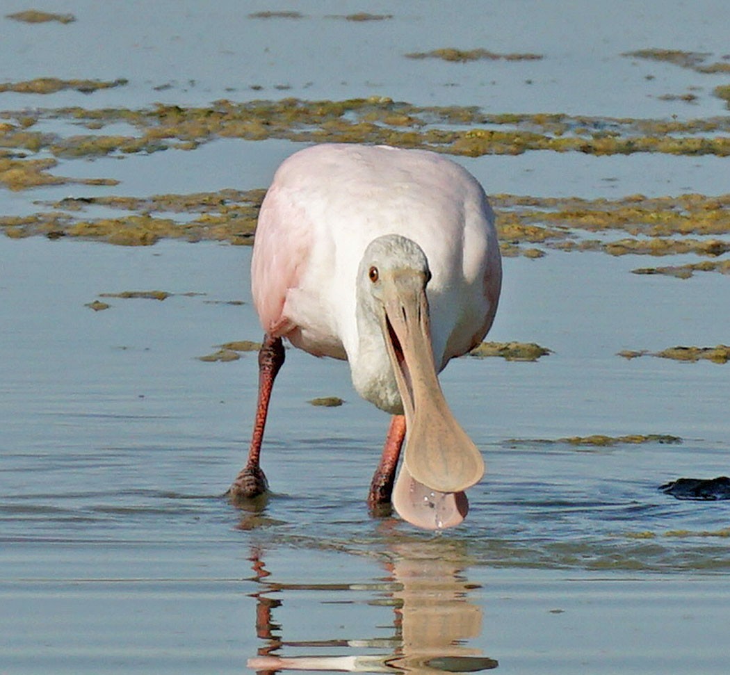 Roseate Spoonbill - bo nelson