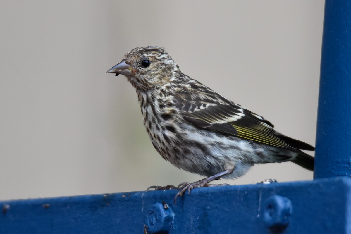 Pine Siskin - ML251644351