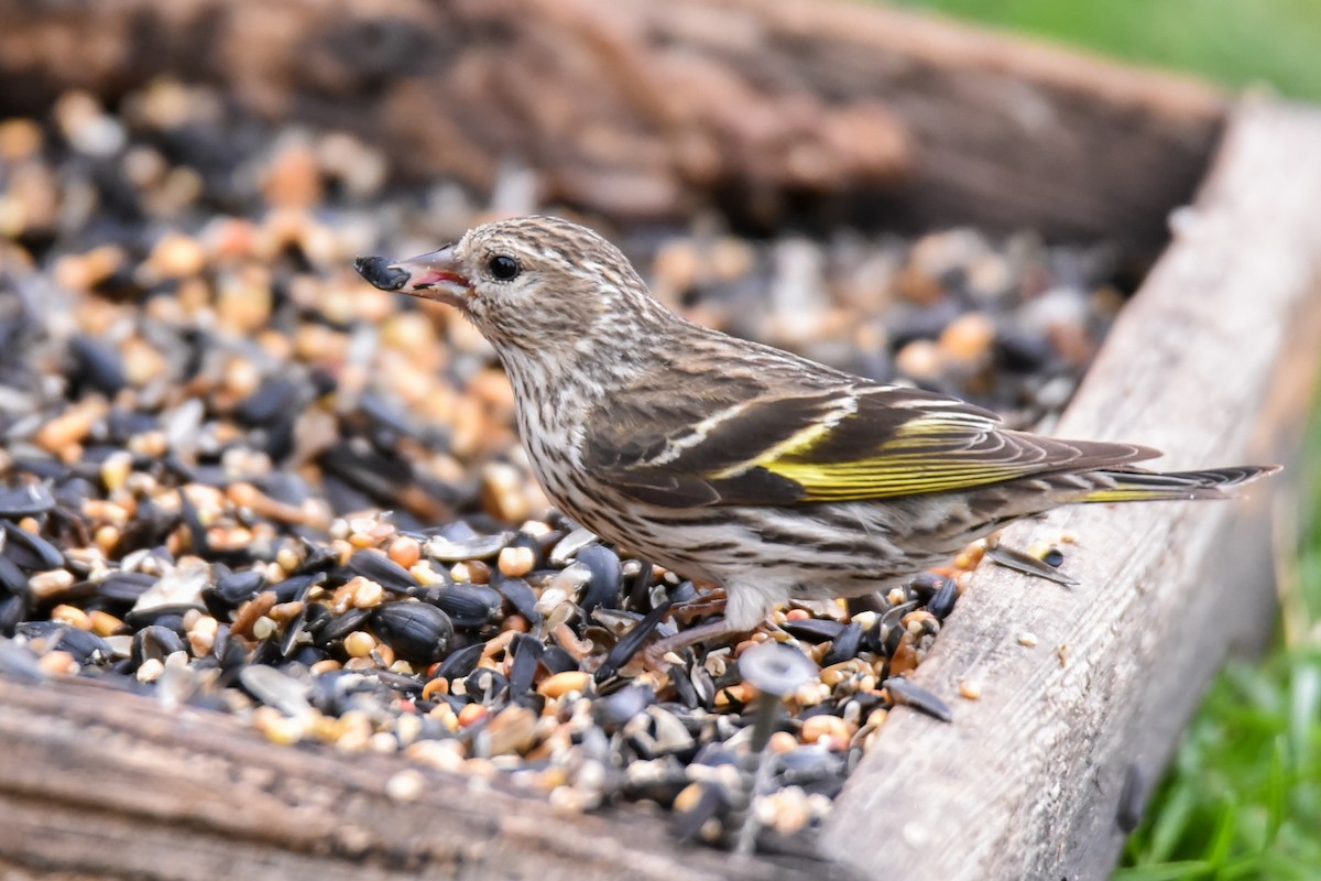 Pine Siskin - ML251644541