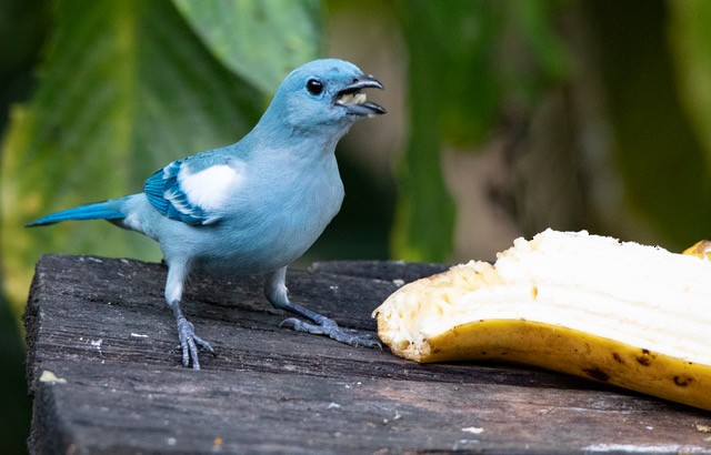 Blue-gray Tanager - ML251645671