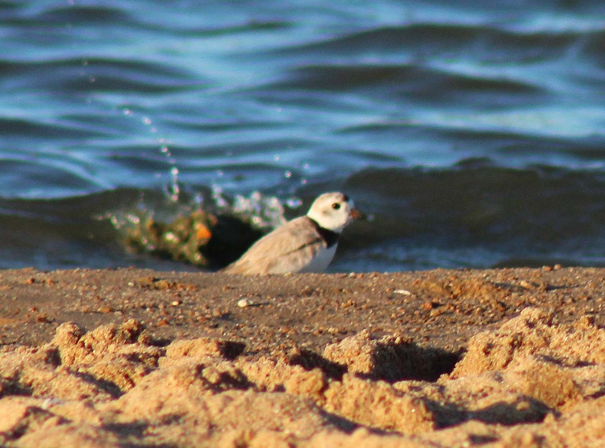 Piping Plover - ML251648661