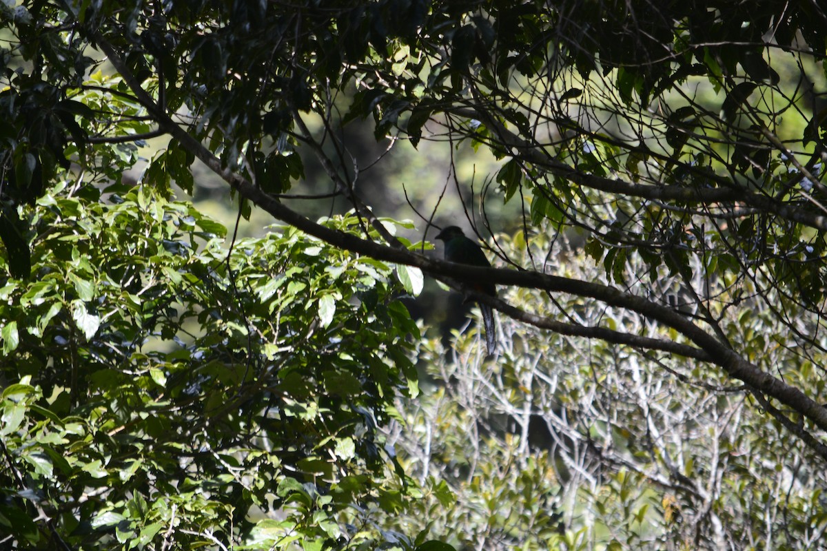 Quetzal Guatemalteco - ML251650101