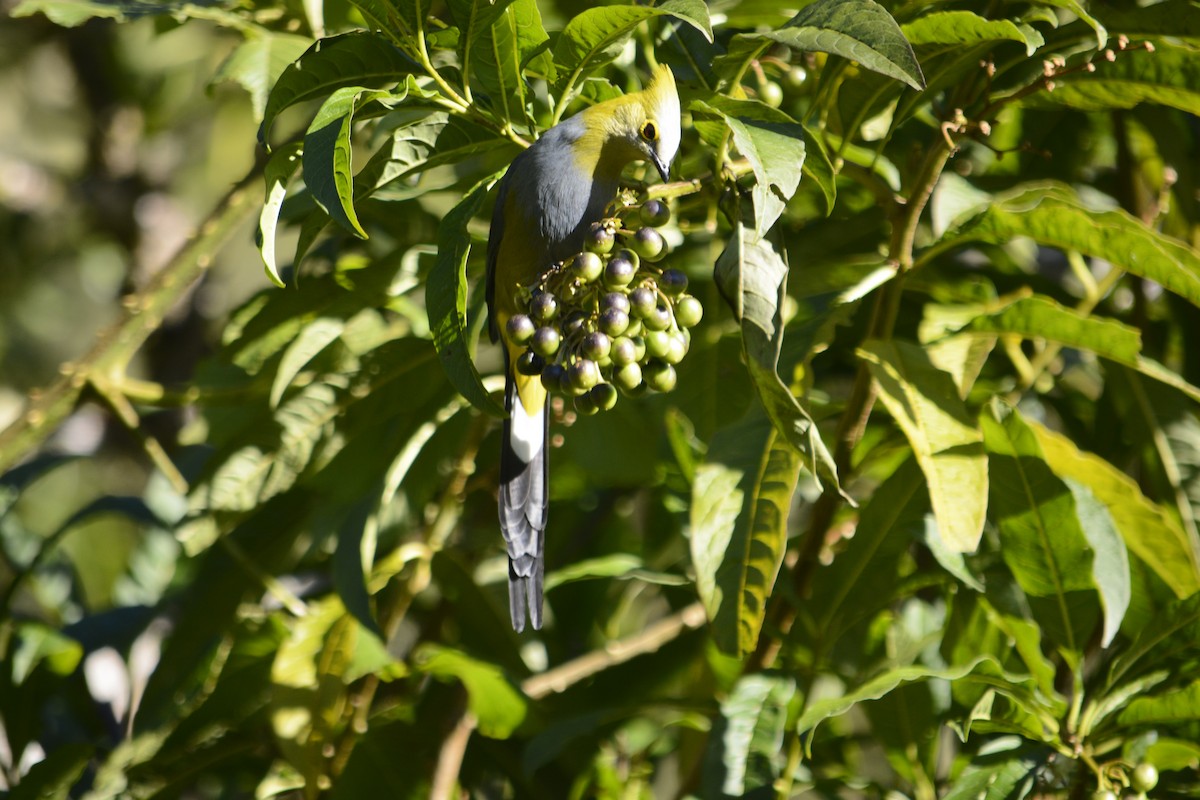 Long-tailed Silky-flycatcher - Alyssa DeRubeis
