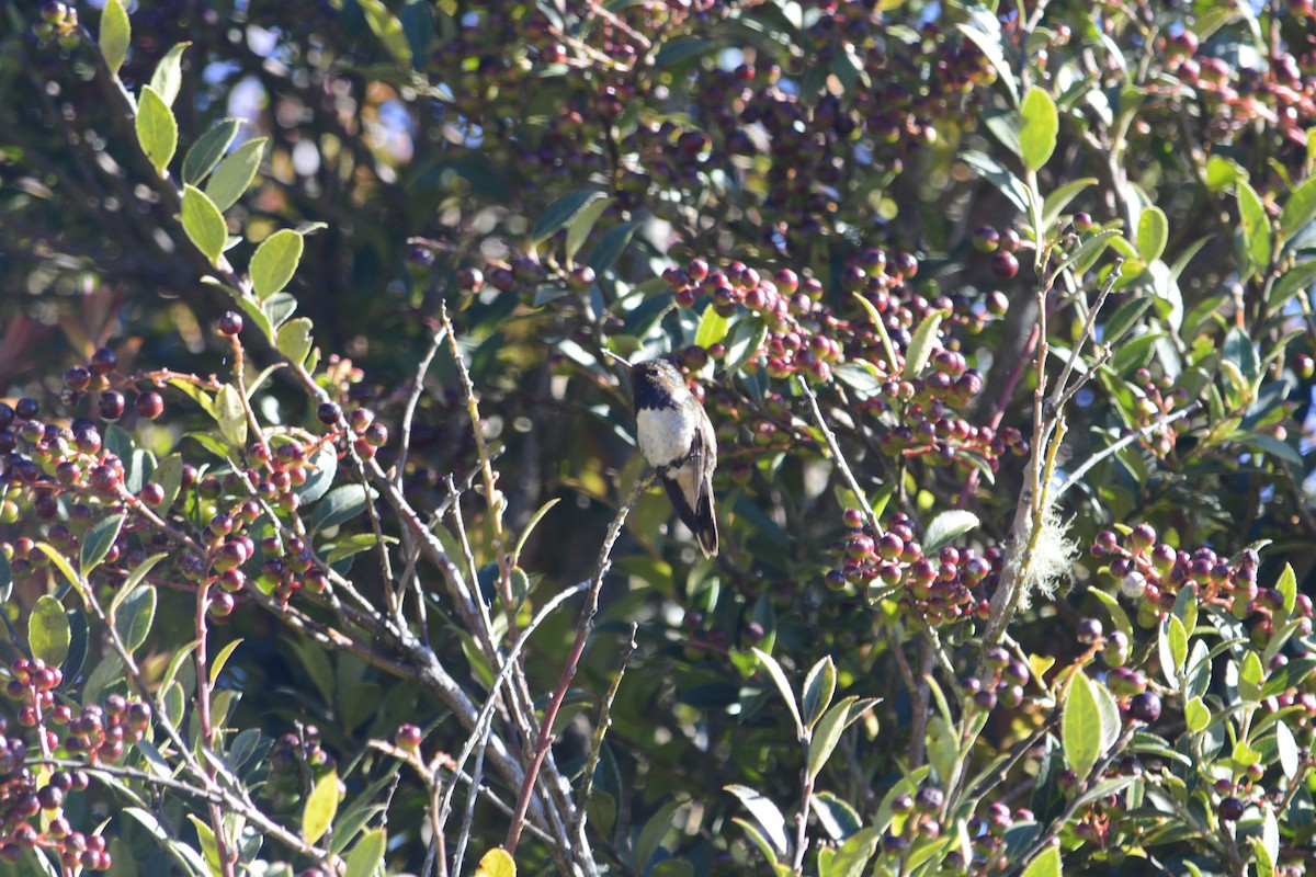 Volcano Hummingbird - ML251651801