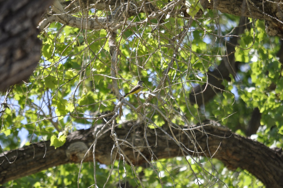 Western Kingbird - ML251655661