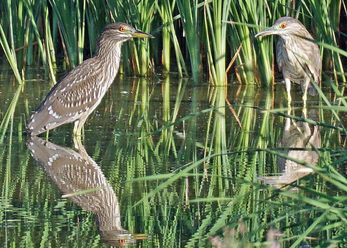 Black-crowned Night Heron - bo nelson