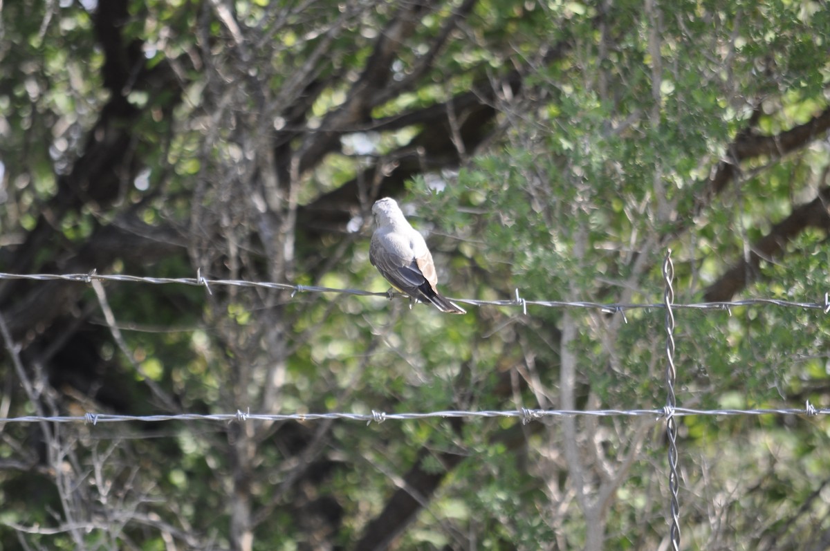 Western Kingbird - ML251656631