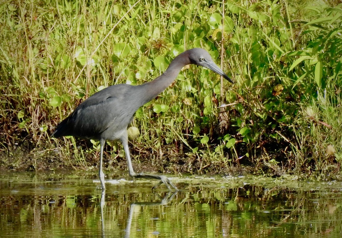 Little Blue Heron - ML251656961