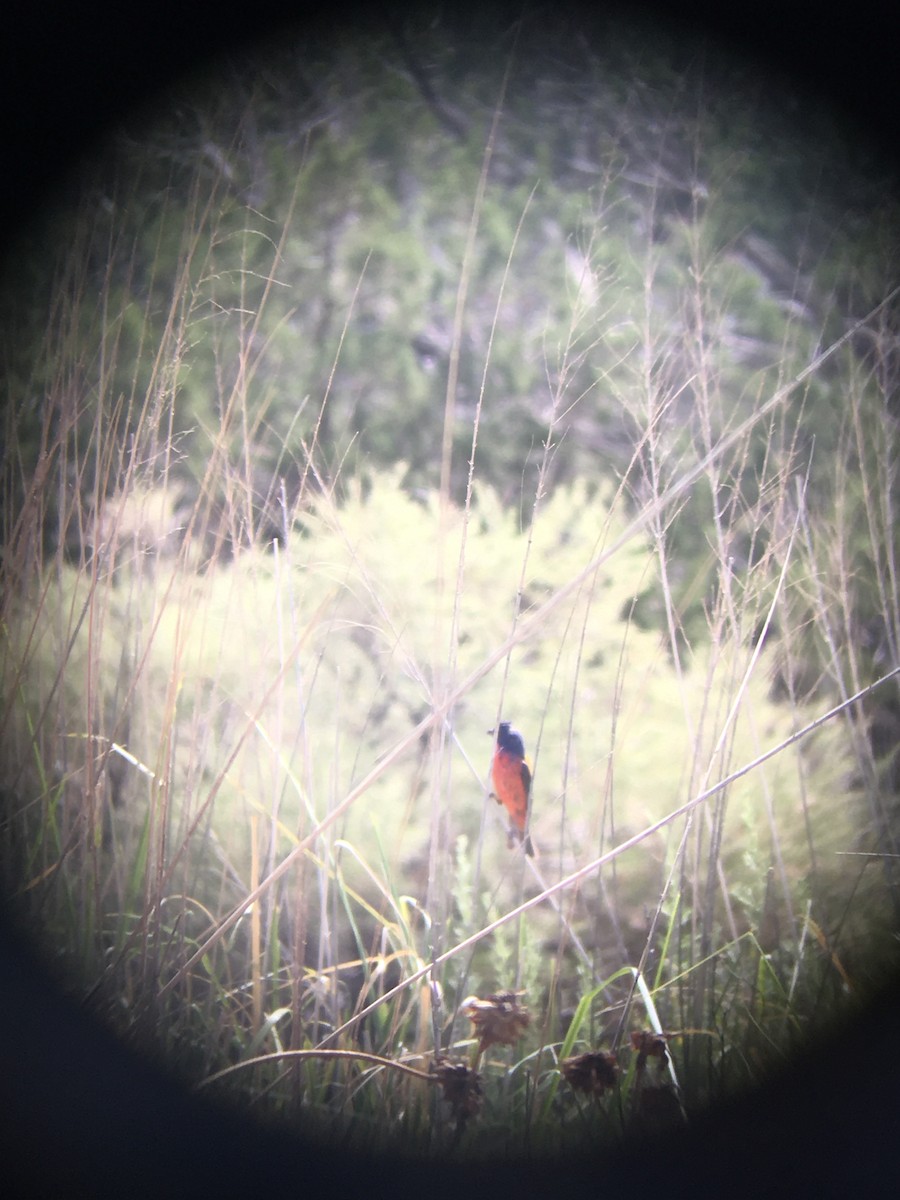 Painted Bunting - ML251656971