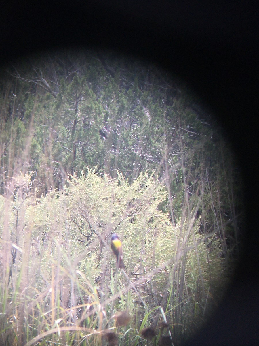 Painted Bunting - ML251657001