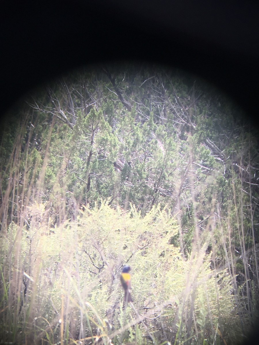 Painted Bunting - ML251657011