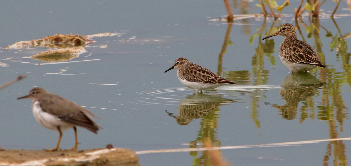 Least Sandpiper - ML25165881