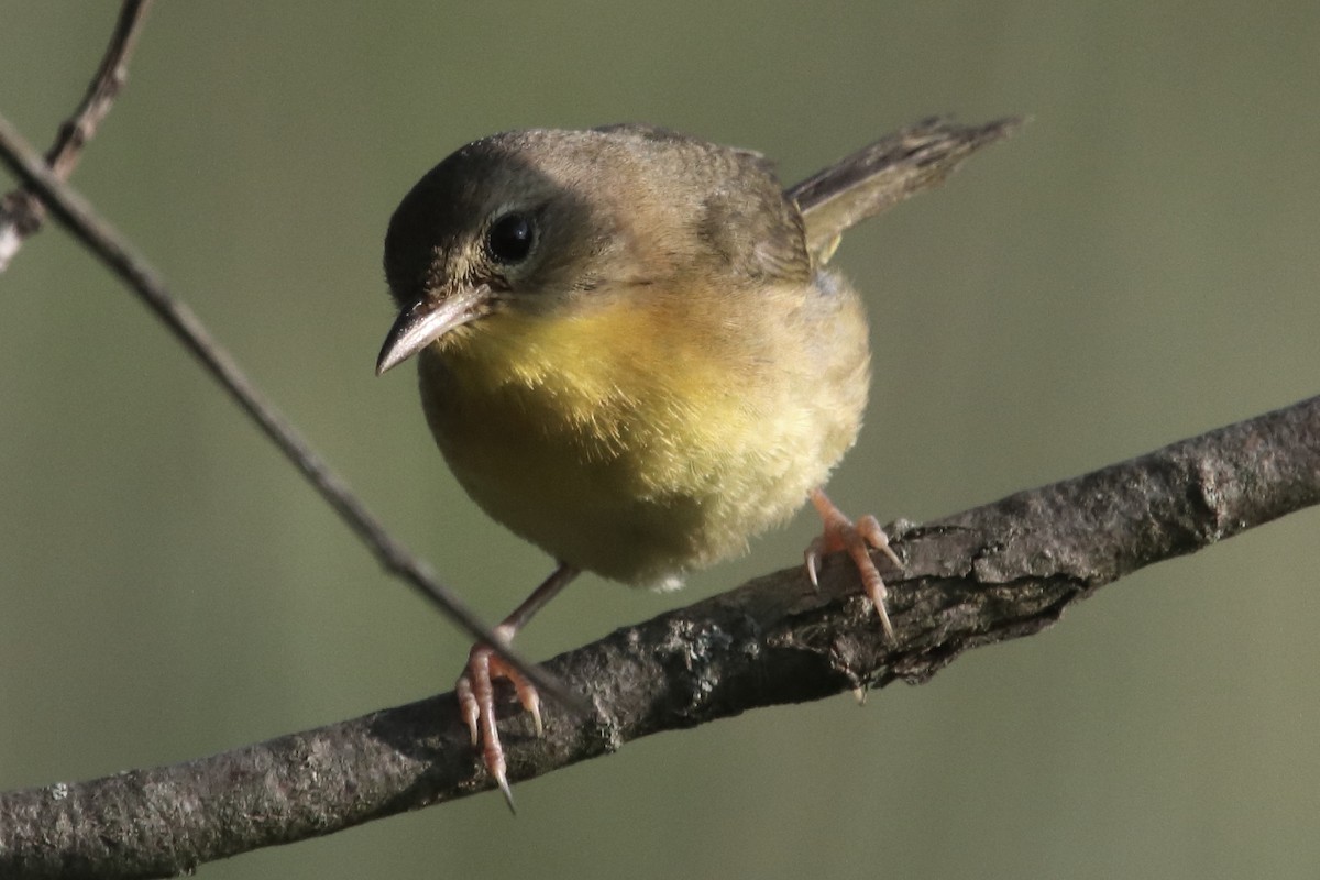 Common Yellowthroat - ML251659861