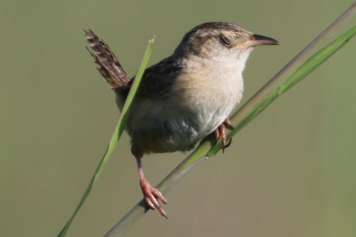 Sedge Wren - ML251659951