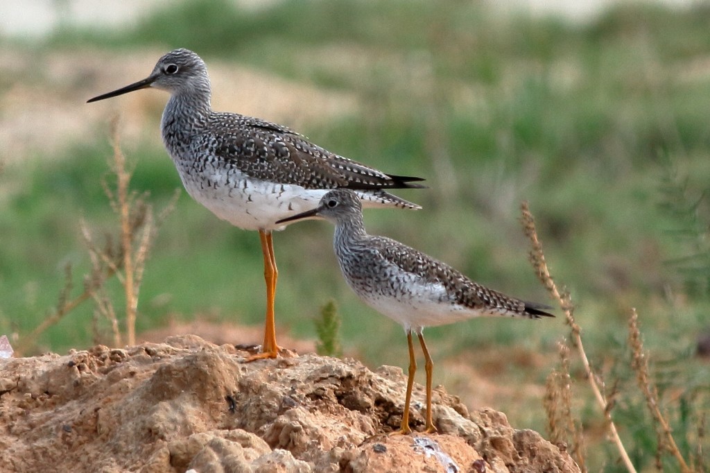 Greater Yellowlegs - Manfred Bienert