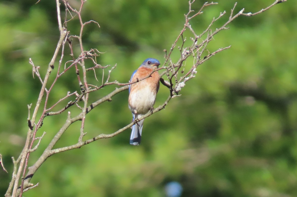 Eastern Bluebird - ML251663171